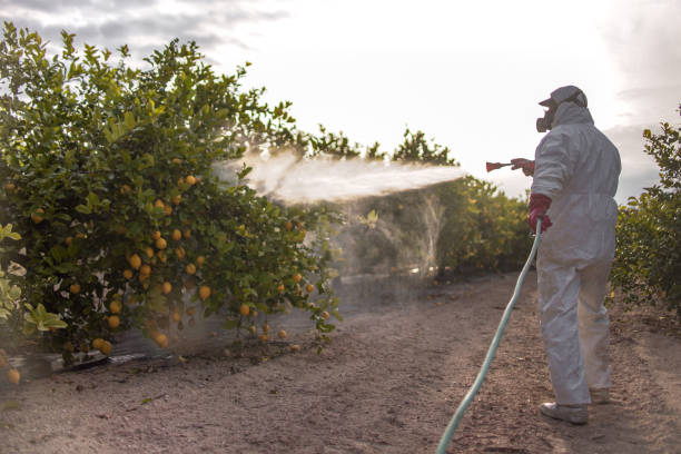 Best Insect Control  in Somerton, AZ