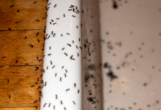 Best Best Pest Control Companies  in Somerton, AZ