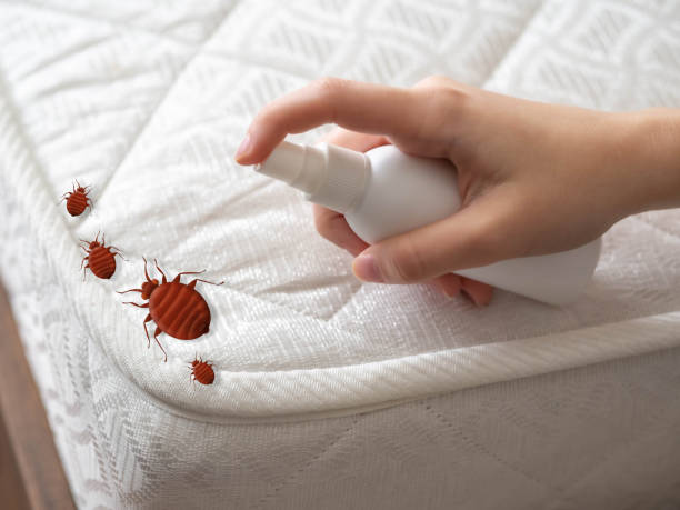 Best Flea Control Services  in Somerton, AZ