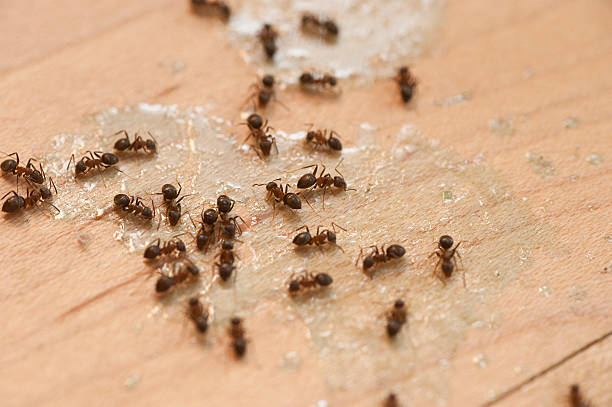 Best Pest Removal Services  in Somerton, AZ