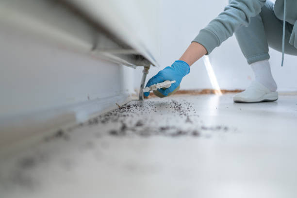 Best Mosquito Control Services  in Somerton, AZ